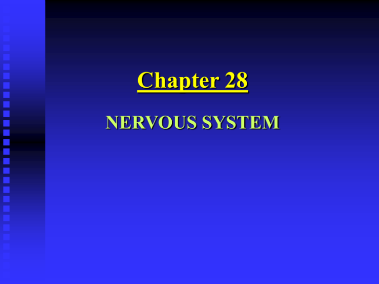 chapter-28-nervous-system