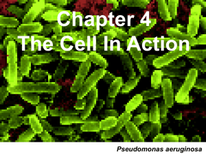 Chapter 4 The Cell In Action