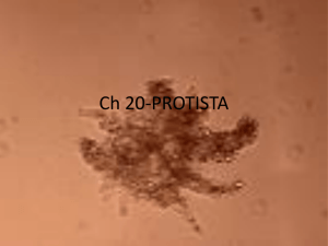 Ch 20-PROTISTA
