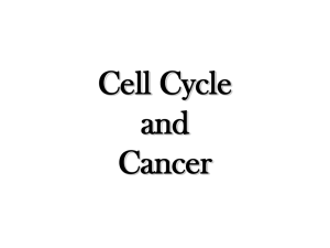 Cell Cycle and Cancer