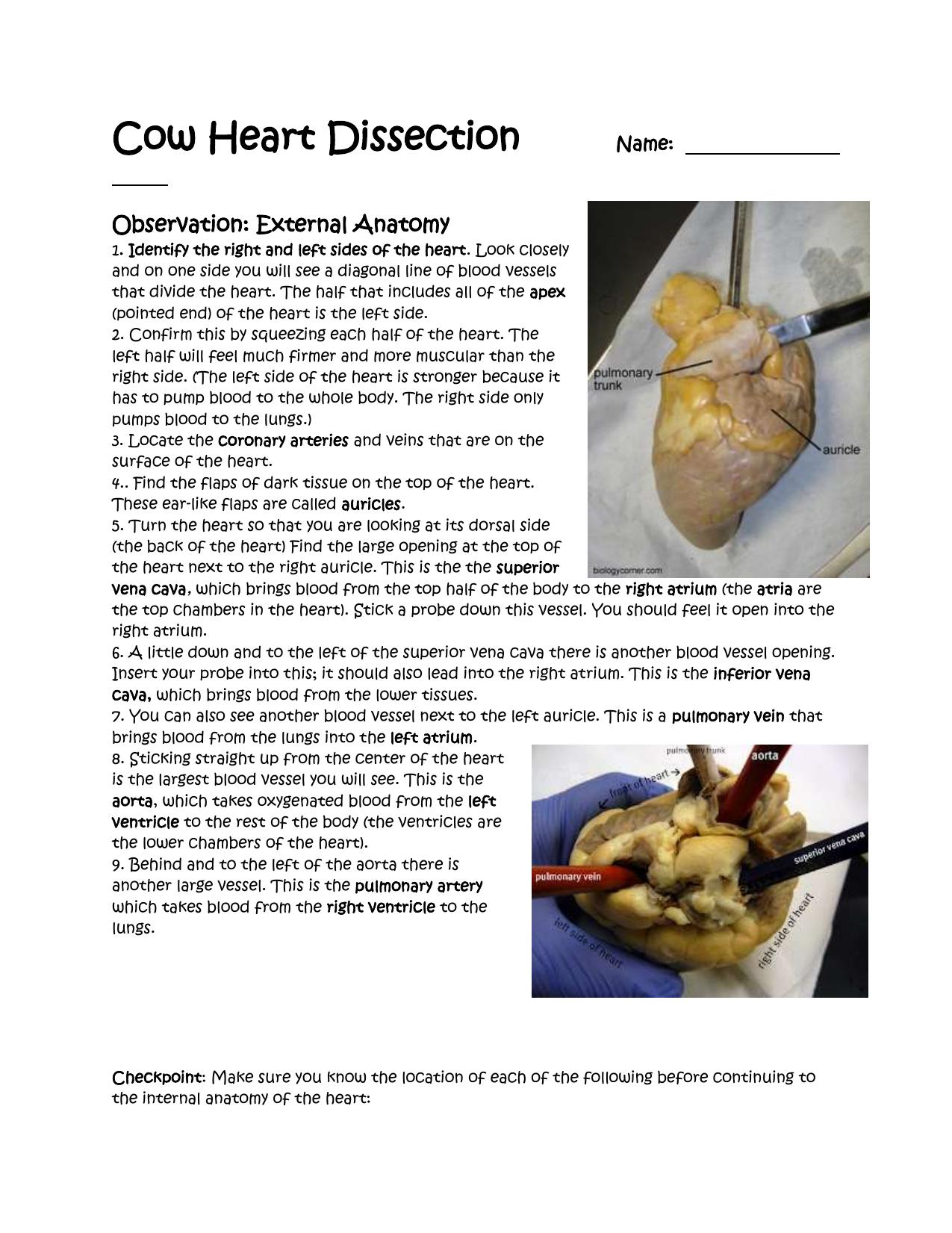 Cow Heart Dissection