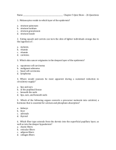 Name Chapter 5 Quiz Show – 26 Questions 1. Melanocytes reside
