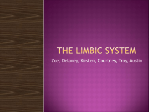 The limbic system