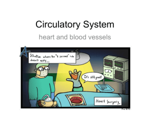 Ch 13 The Cardiovascular System