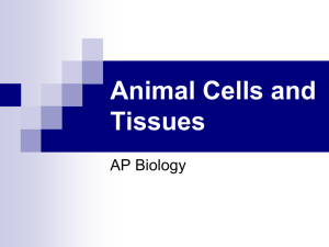 Animal Cells and Tissues