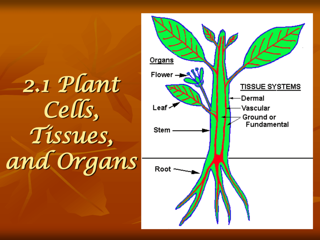 2 1 Plant Cells Tissues And Organs - Gambaran