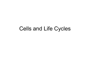 Cells and Life Cycles