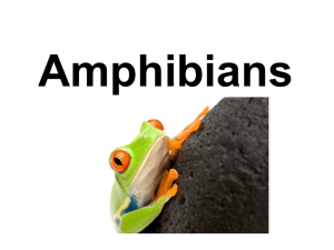 Amphibians - Haughton Science