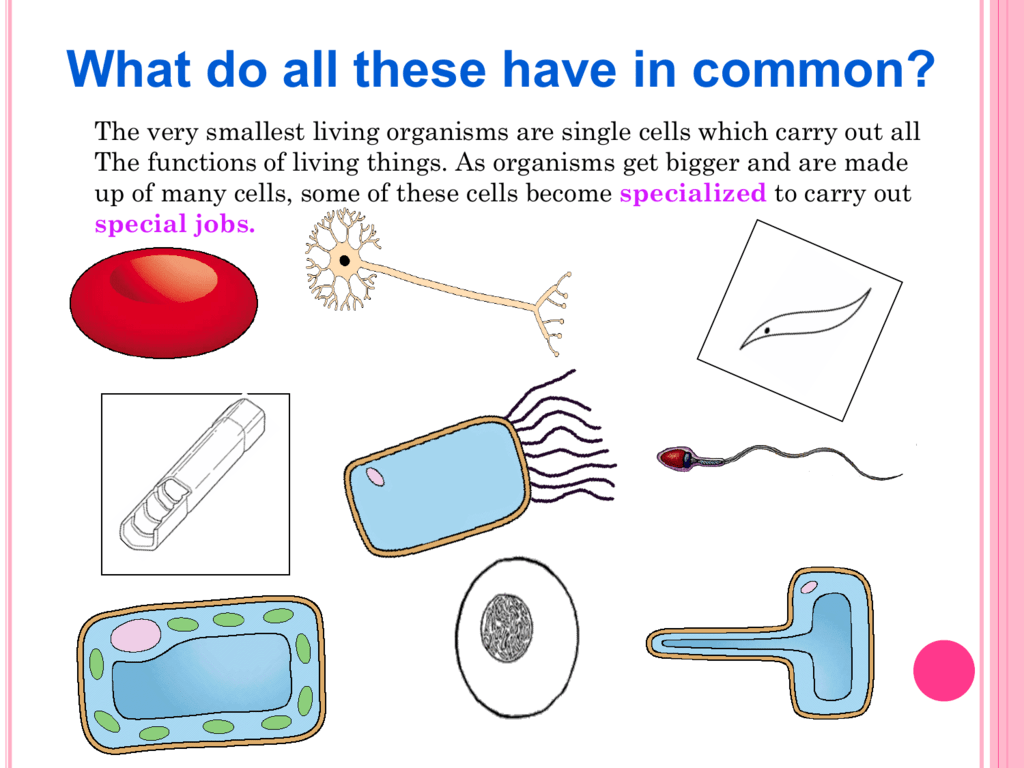 Specialized Cell