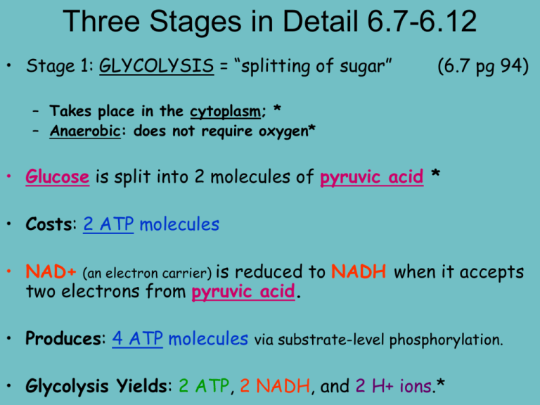 three-stages-of-cellular-respiration