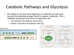 Catabolic Pathways and Glycolysis