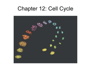 Chapter 12: Cell Cycle