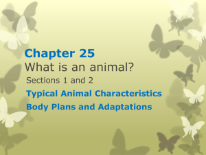 Typical Animal Characteristics
