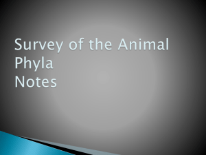 Survey of the Animal Phyla I