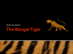The Bengal Tiger - local.brookings.k12.sd.us