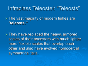 teleosts. - Plattsburgh State Faculty and Research Web Sites