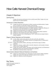 CH 6 How Cells Harvest Chemical Energy