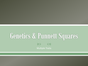 Multiple Trait Punnett Squares