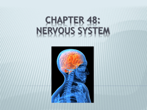 Chapter 48: Nervous System - Avon Community School Corporation