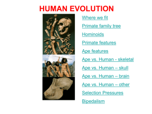 Human evolution 1
