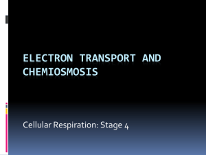 Electron transport and chemiosmosis - MsBragg