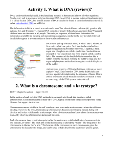 CHROMOSOME DURING MITOSIS METAPHASE (2 chromatids