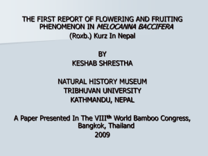 FLOWERING AND FRUITING PHENOMENA IN MELOCANNA