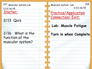 Muscular system Worksheet Lab