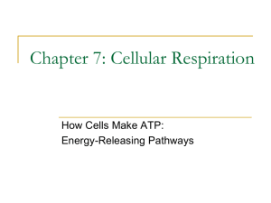 Cellular Respiration