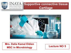 Supportive connective tissue Cartilage
