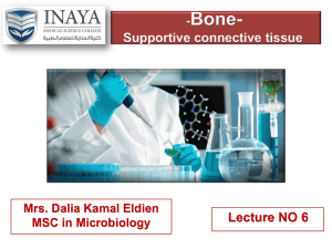 Lecture 6 Supportive connective tissue
