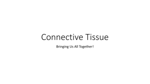 Supporting connective tissues