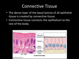 Connective Tissue Concept Map