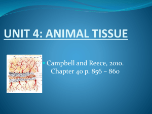 unit 4: animal tissue