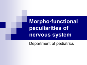 Morpho-functional peculiarities of neural system
