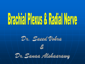 L3- Brachial Plexus & Radial Nerve