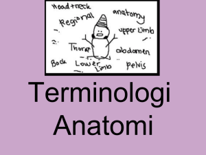 terminologi anatomi