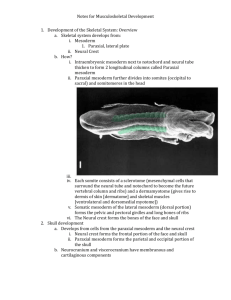 Notes for Musculoskeletal Development Development of the