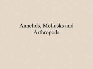 Annelids, Mollusks and Arthropds