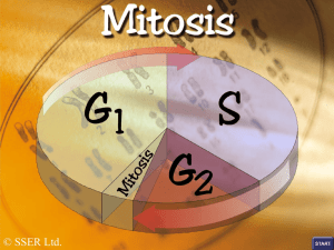 9.mitosis