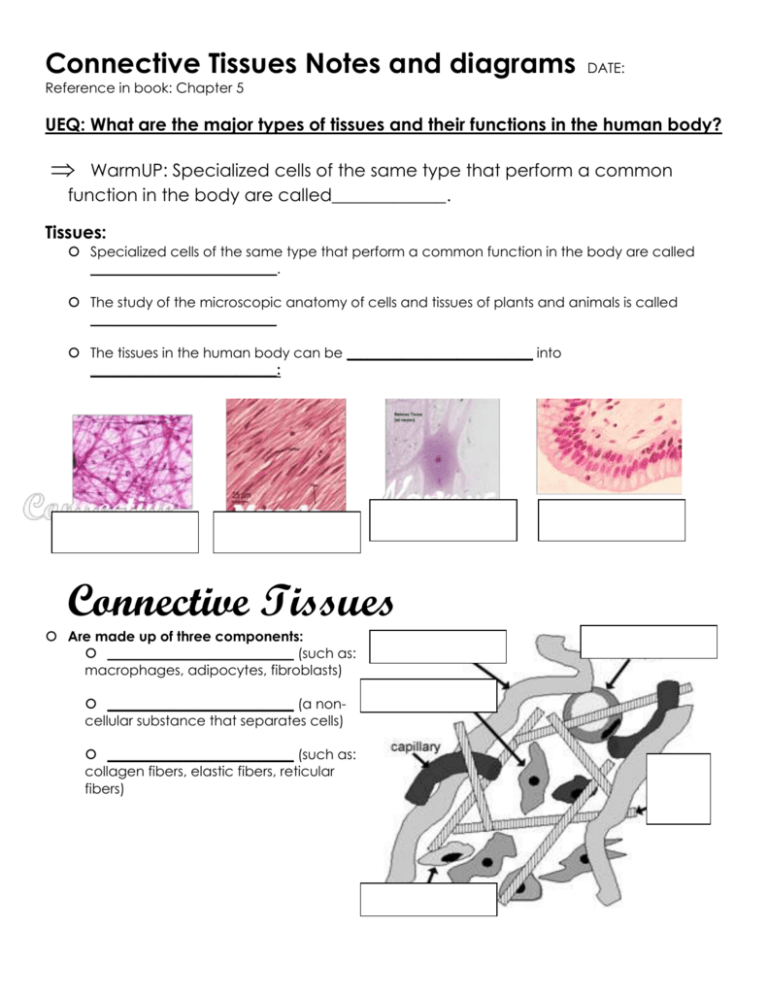 the-supportive-connective-tissues