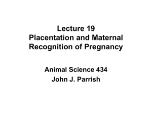 Lecture 19 Placentation and Maternal Recognition of Pregnancy