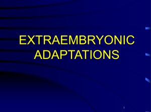 Embryonic Adaptations