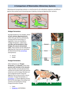 A Comparison of Mammalian Guts - SandyBiology1-2