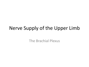 Nerve Supply of the Upper Limb