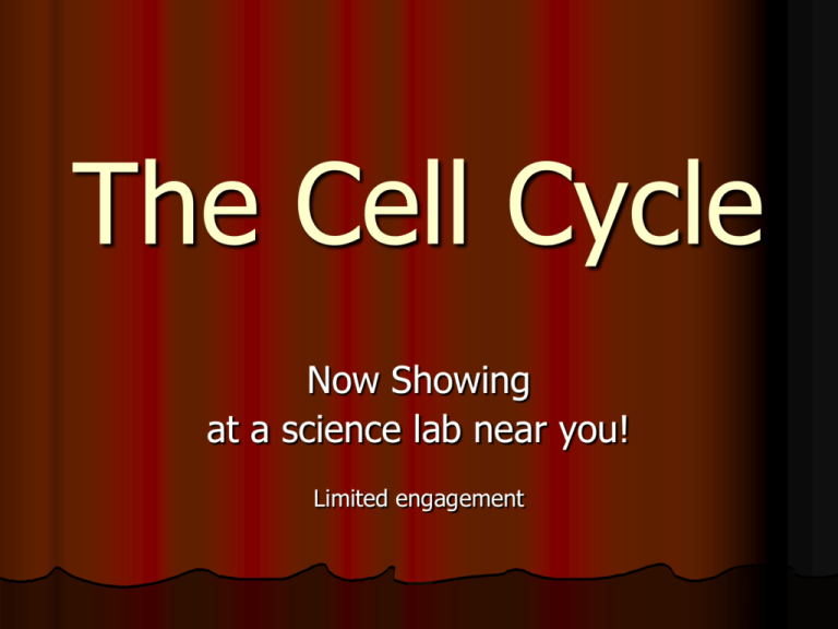 The Cell Cycle