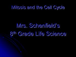 Mitosis Powerpoint