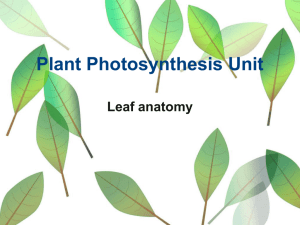 Plant Photosynthesis Unit
