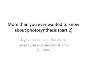 More than you ever wanted to know about photosynthesis (part 2)