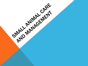 Small Animal Care & Management PPT